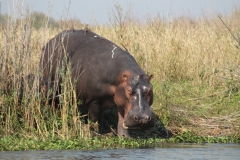 Hippo