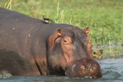 Hippo